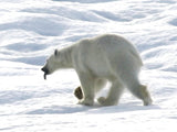 only this bear didn't need the Superwarm socks!