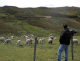 Finding Ecuador Alpacas in the high mountains