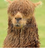 alpaca with funny hair