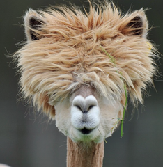alpaca hair funny