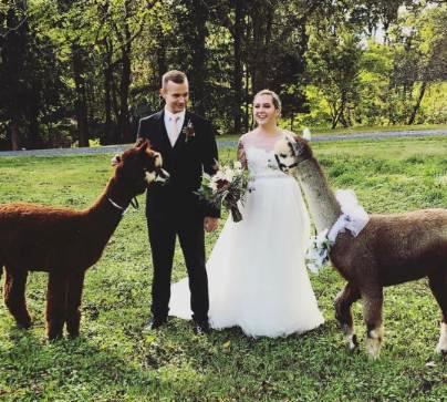 alpacas in the wedding
