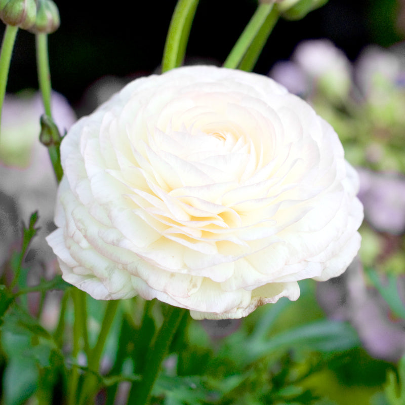 Ranunculus asiaticus Aviv White, Renoncule Asiatique