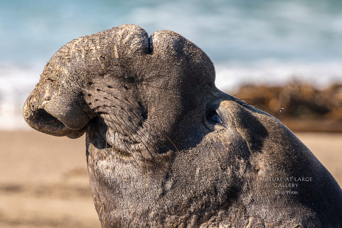 elephant seal bull