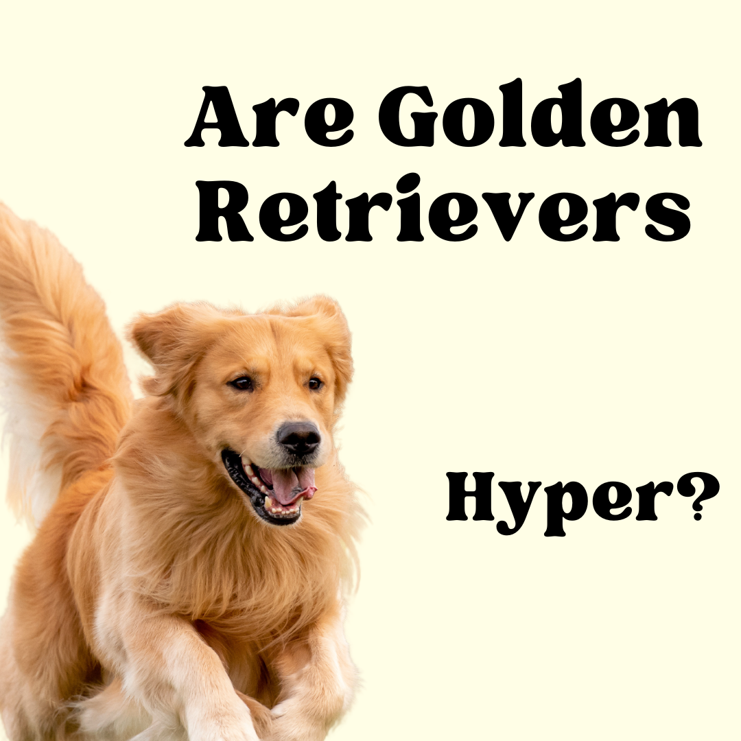 are golden retrievers hyper