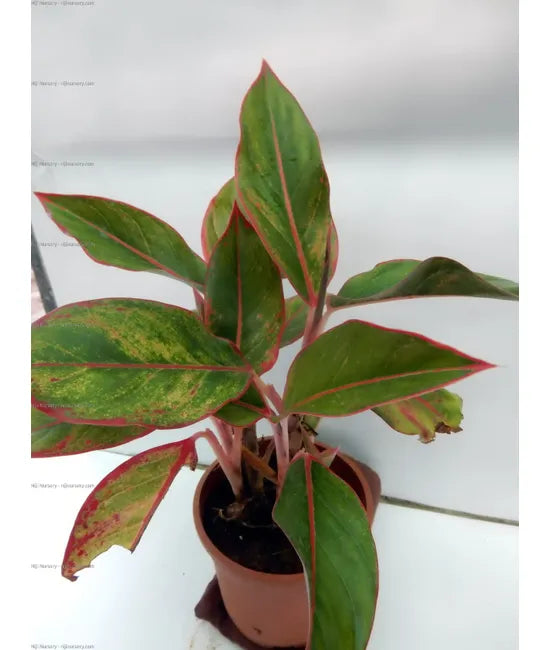 Aglaonema siam aurora