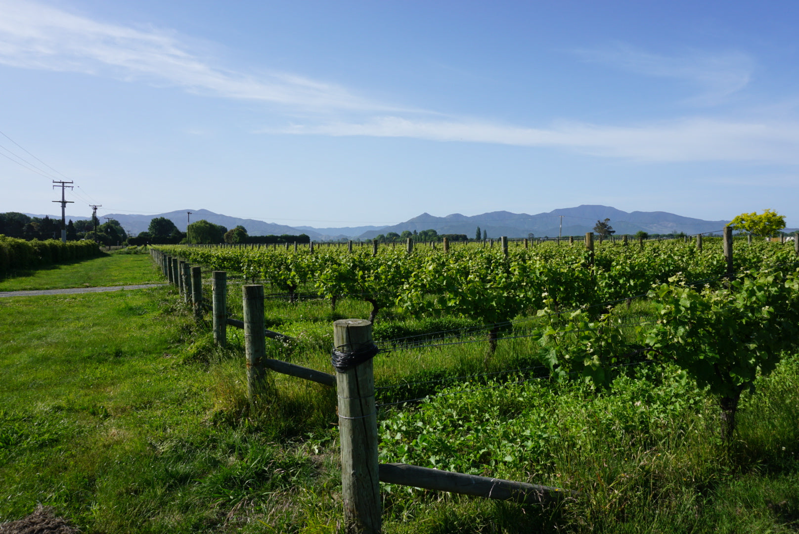 뉴질랜드 대표 화이트 와인 품종 TOP 5
– NEW ZEALAND WINE BOUTIQUE
