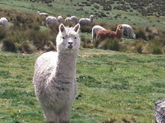 Ecuador alpaca 2013