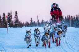 iditarod dog sled