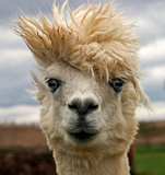 alpaca bad hair day