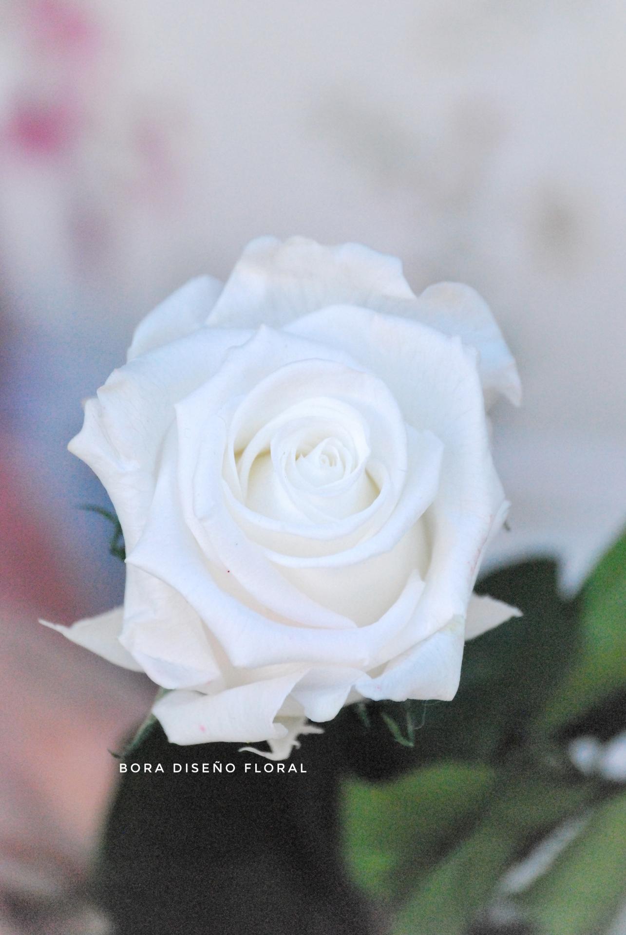 Rosa eterna blanca 