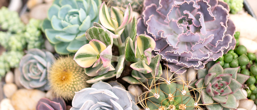 Top 5 Care Tips for Happy and Healthy Succulents – West Coast Gardens