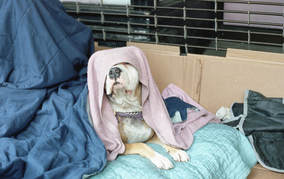 Homeless Dog, New York 