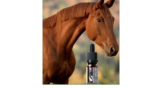 CBD für Pferde