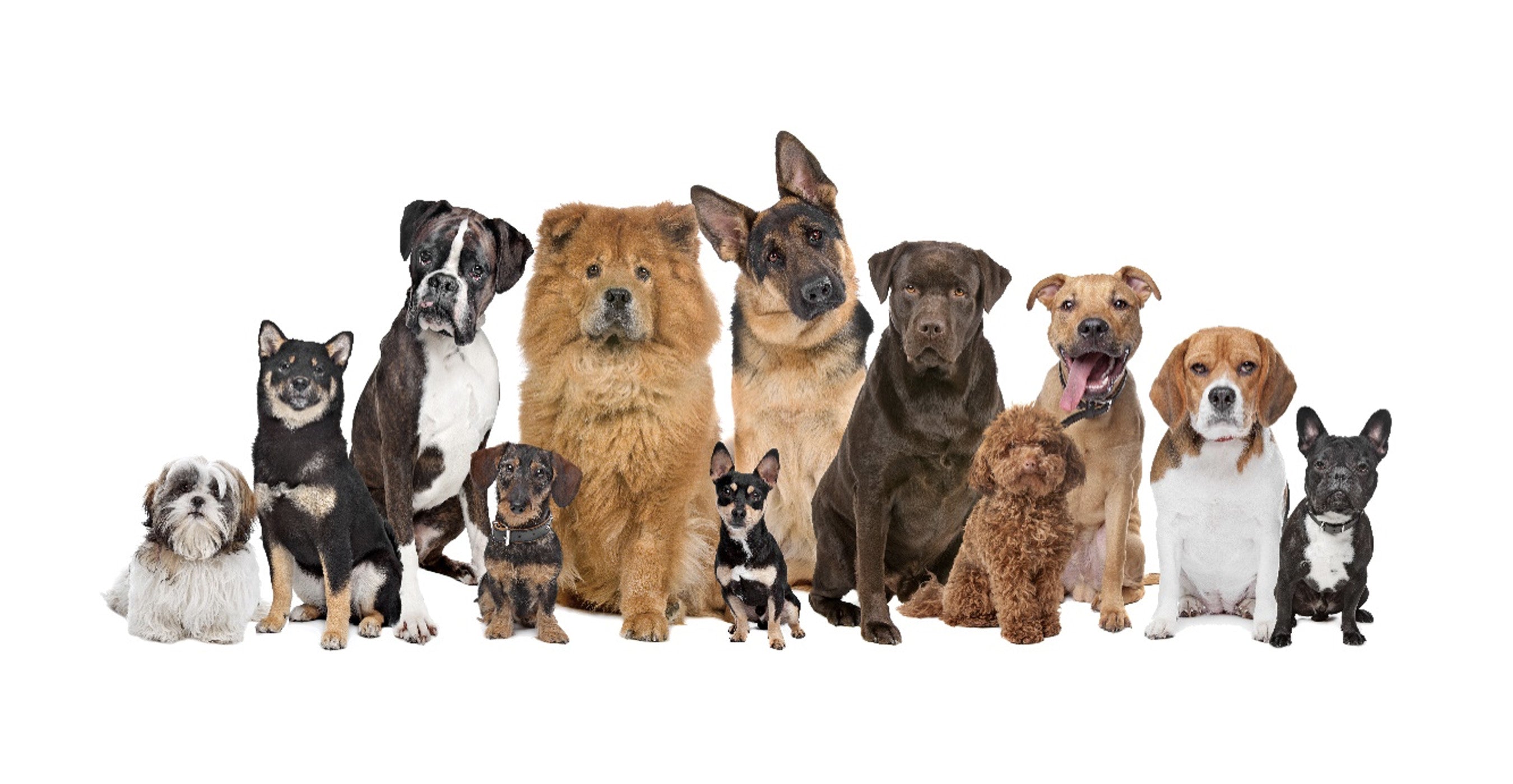 Is Raw Dog Food Good For Senior Dogs