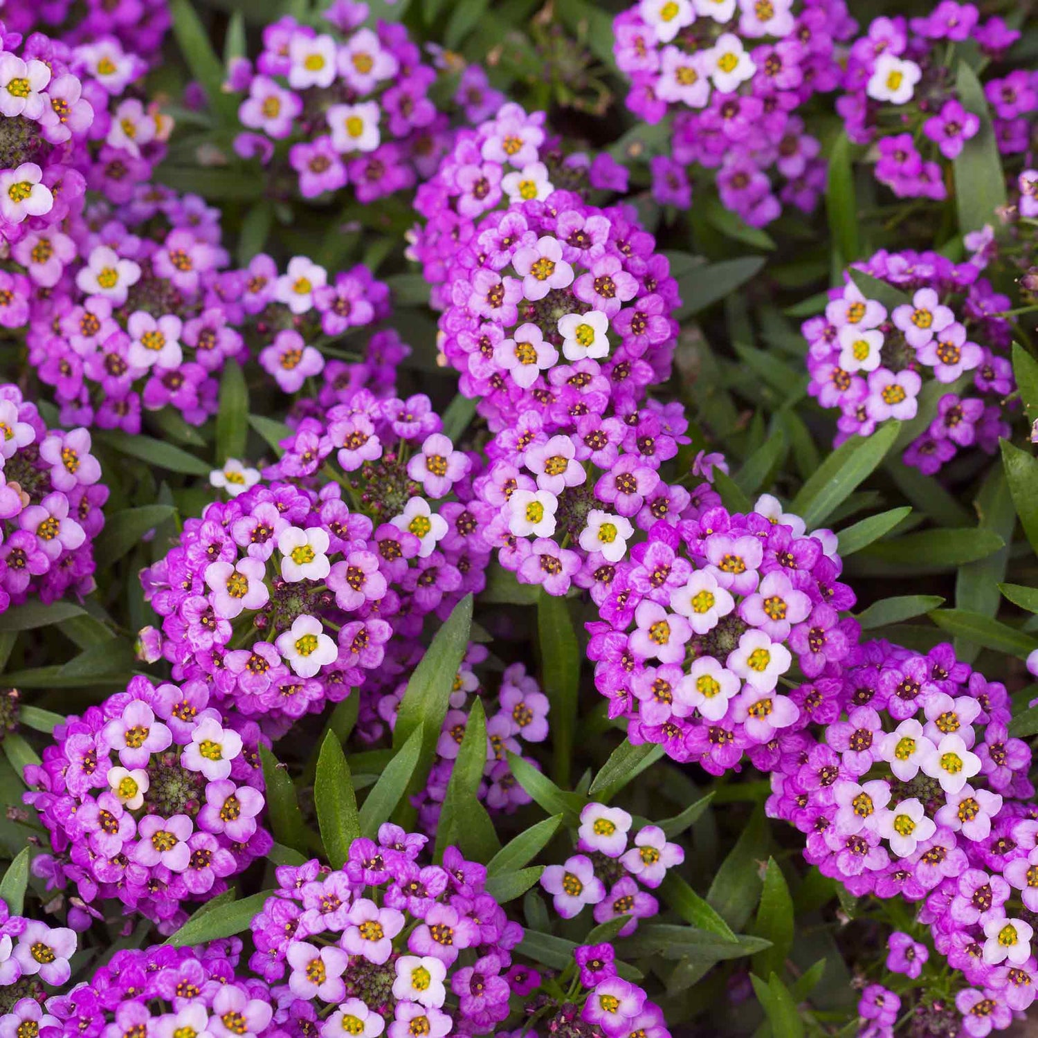 Alyssum Seeds