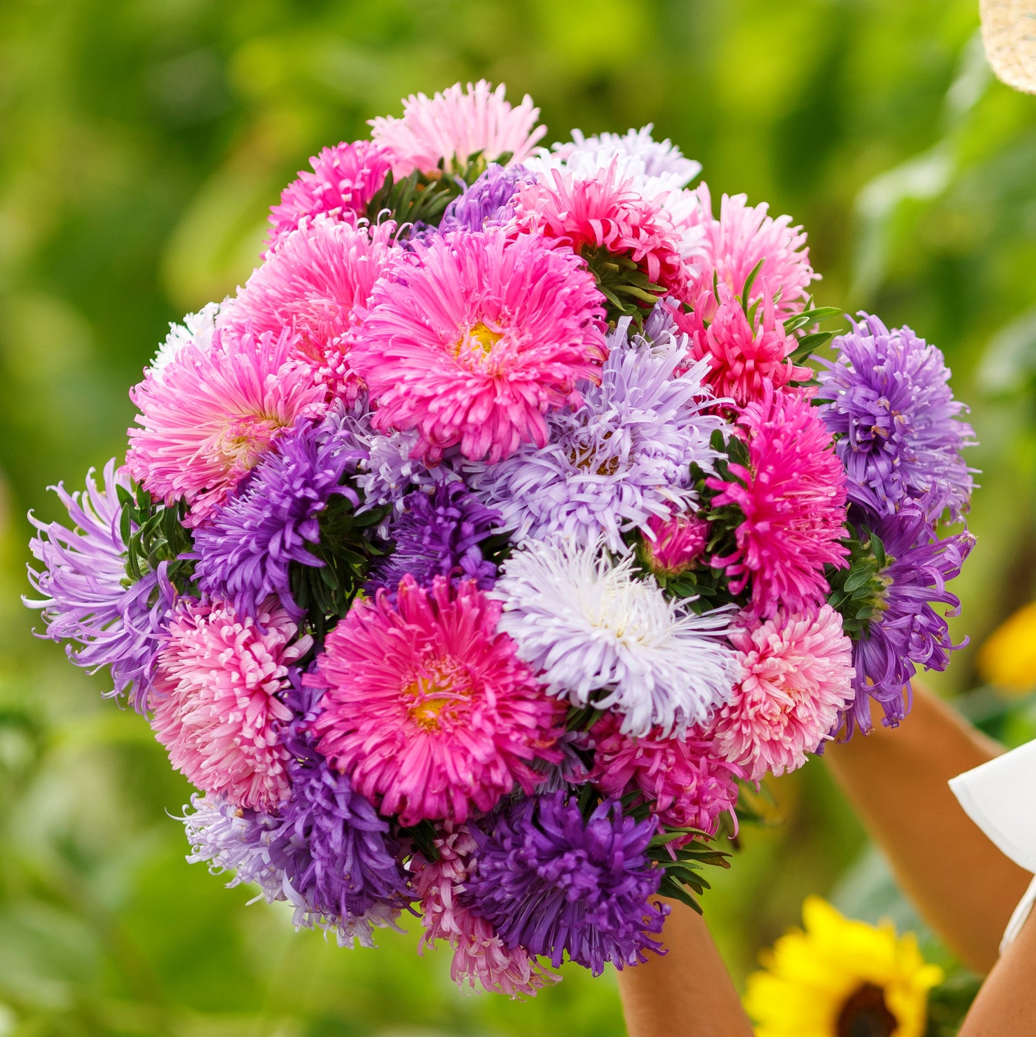 Aster Seeds