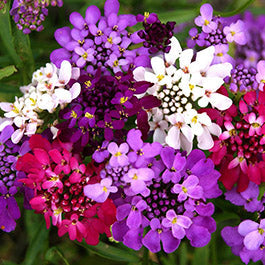 Candytuft Seeds (Heirloom)