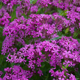 Silene Seeds (Heirloom)