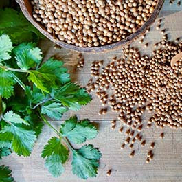 Cilantro / Coriander Seeds