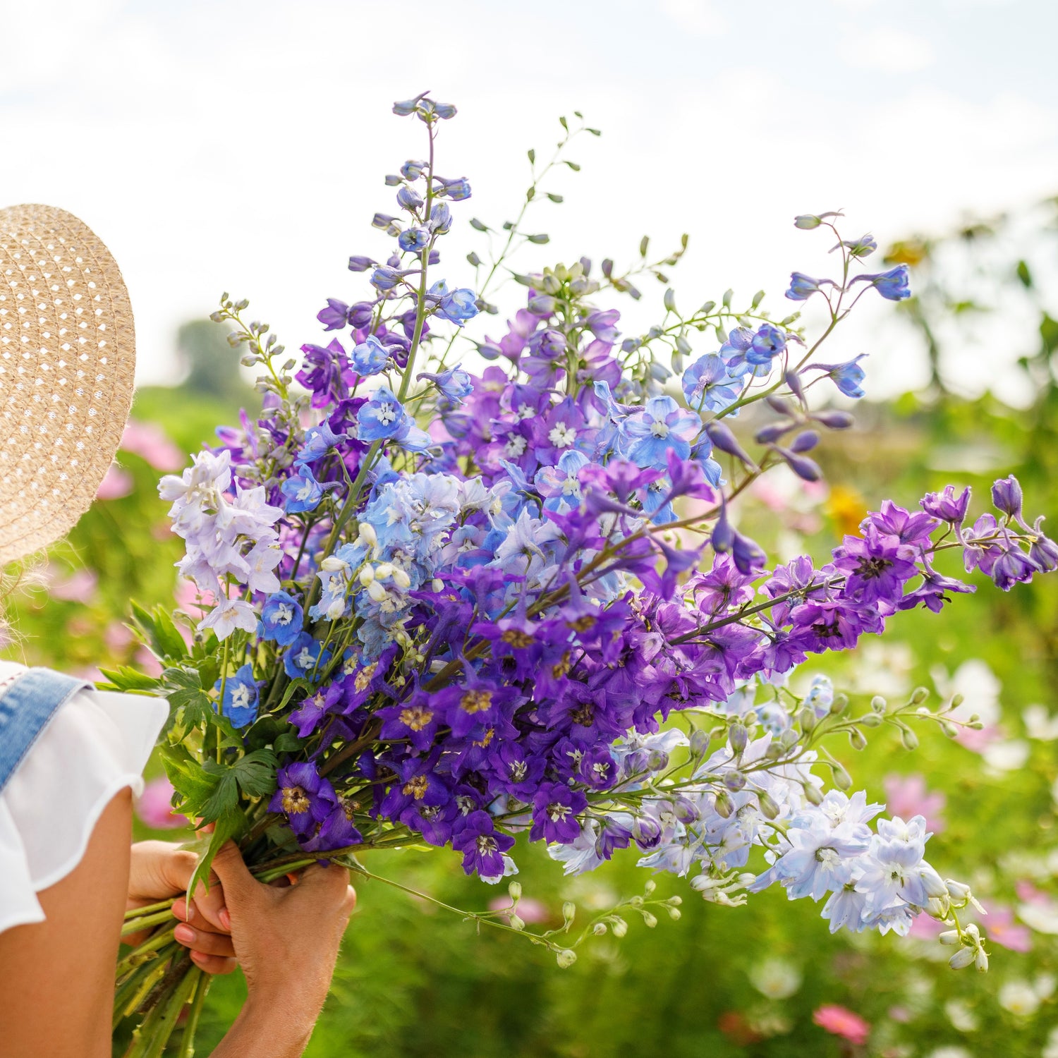 Delphinium (Larkspur) Seeds (Heirloom)