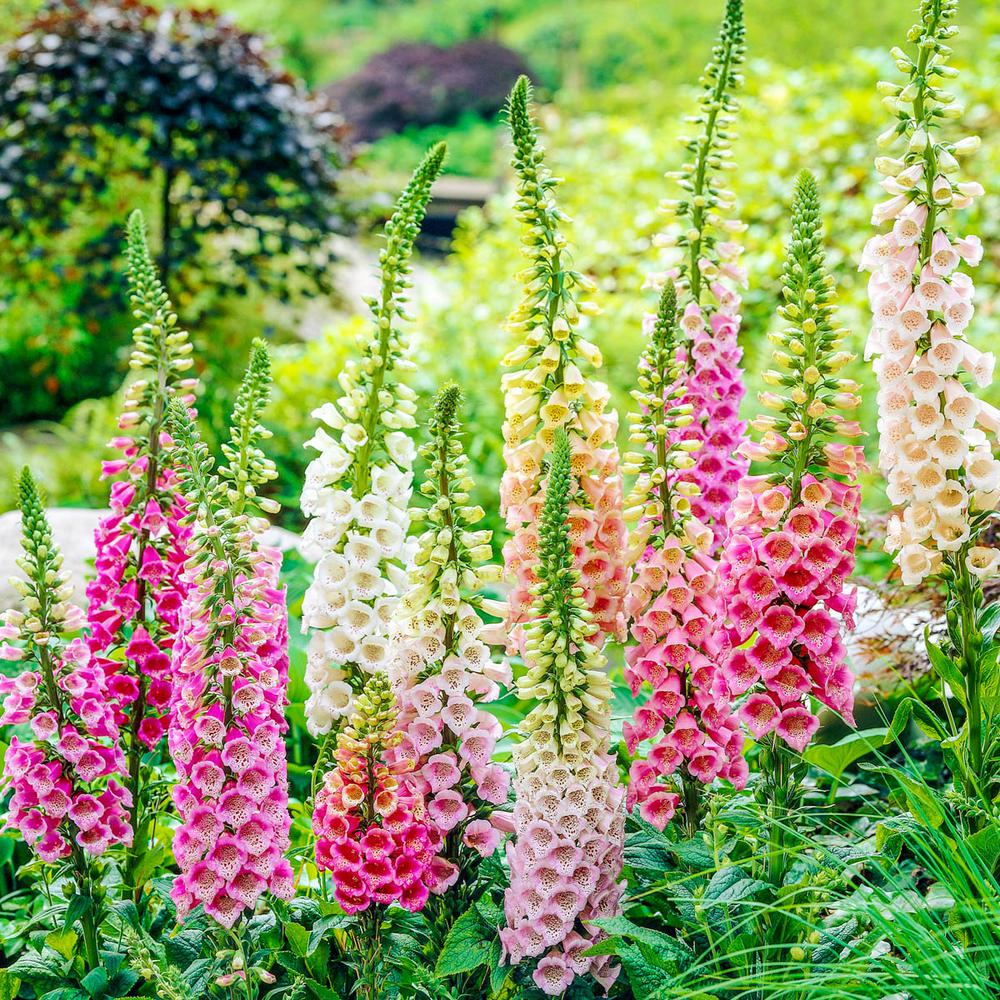 heirloom foxglove seeds