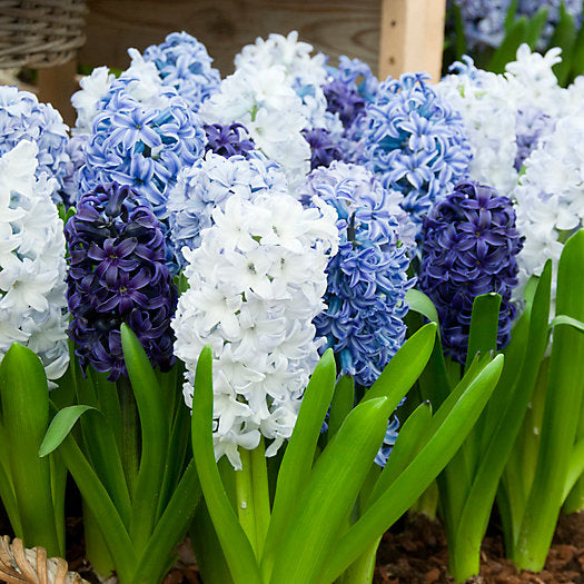 Hyacinth Bulbs