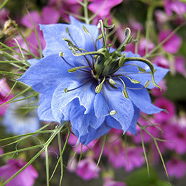 Love In a Mist Seeds