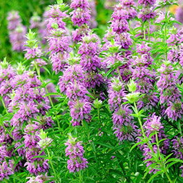 Monarda Seeds (Heirloom)