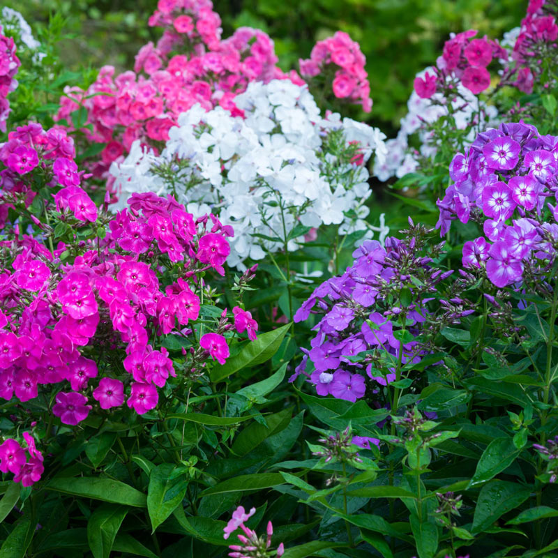 Phlox Seeds