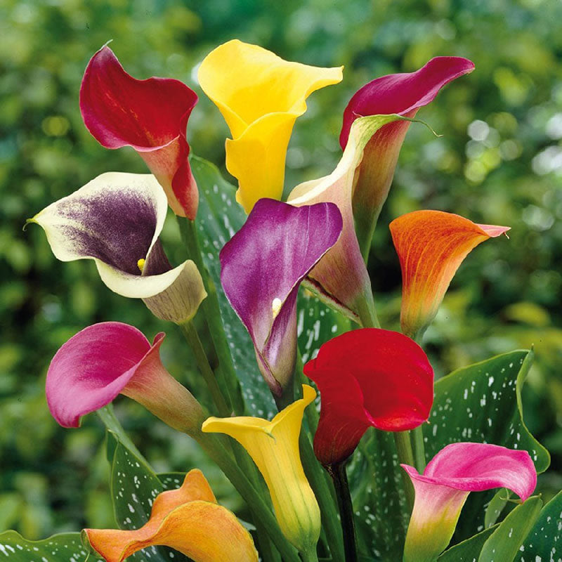 Calla Lily Bulbs