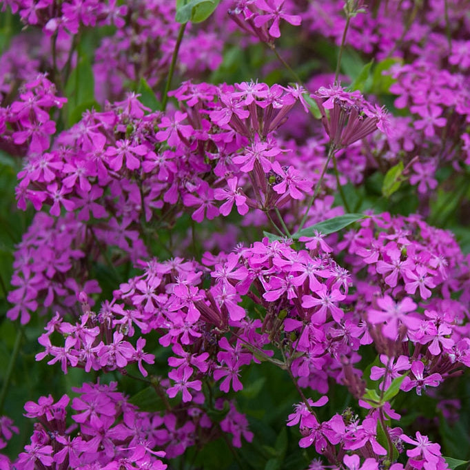 Silene Seeds