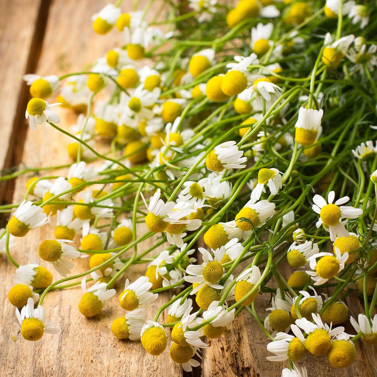 Chamomile Seeds