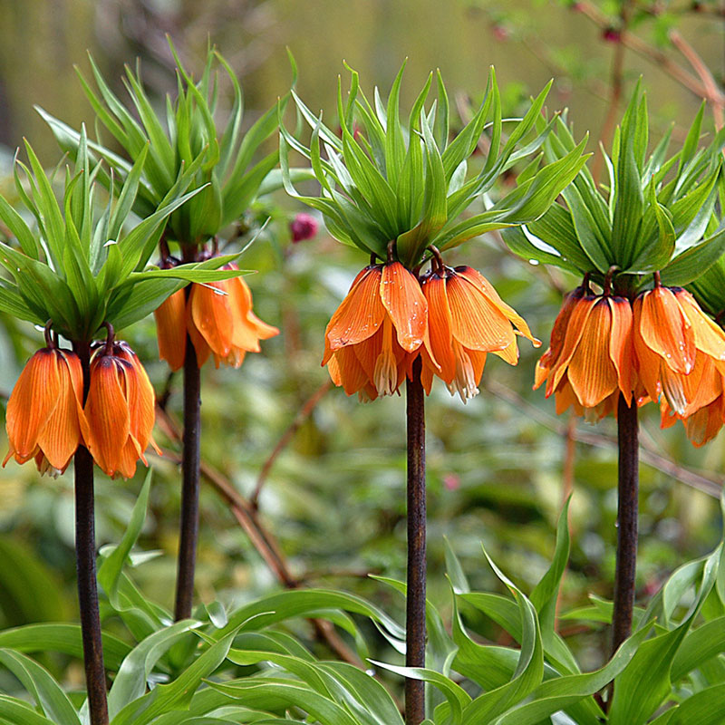 Fritillaria Bulbs