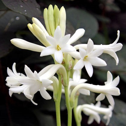 Mexican Tuberose Bulbs