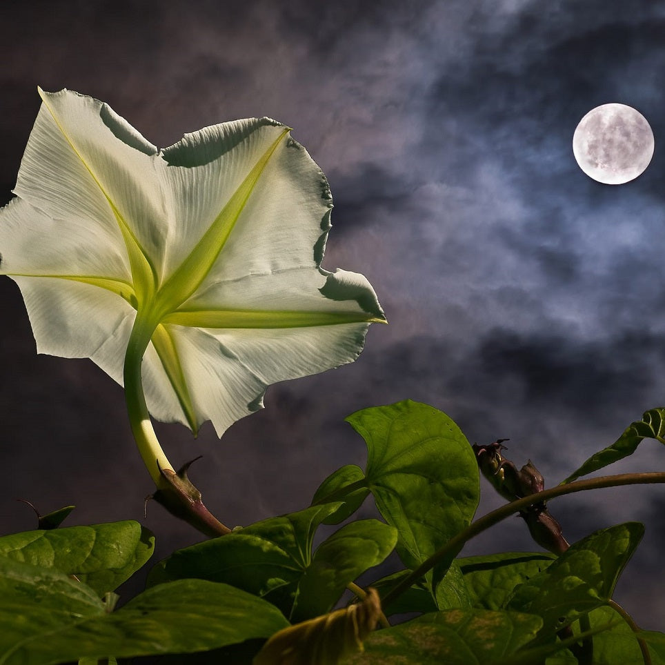 Moon Garden Flower Seeds