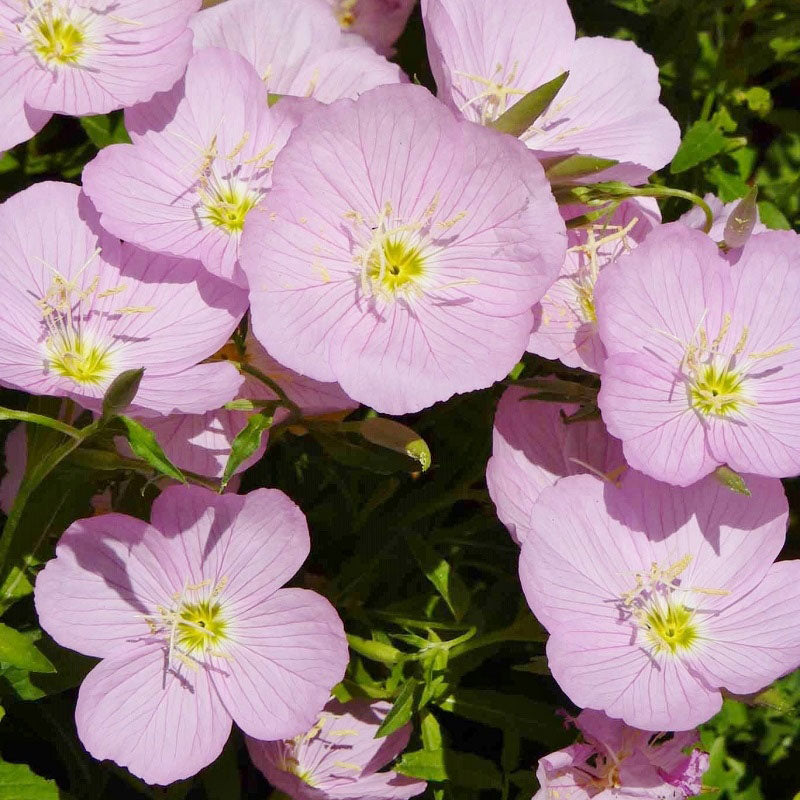 Primrose Seeds