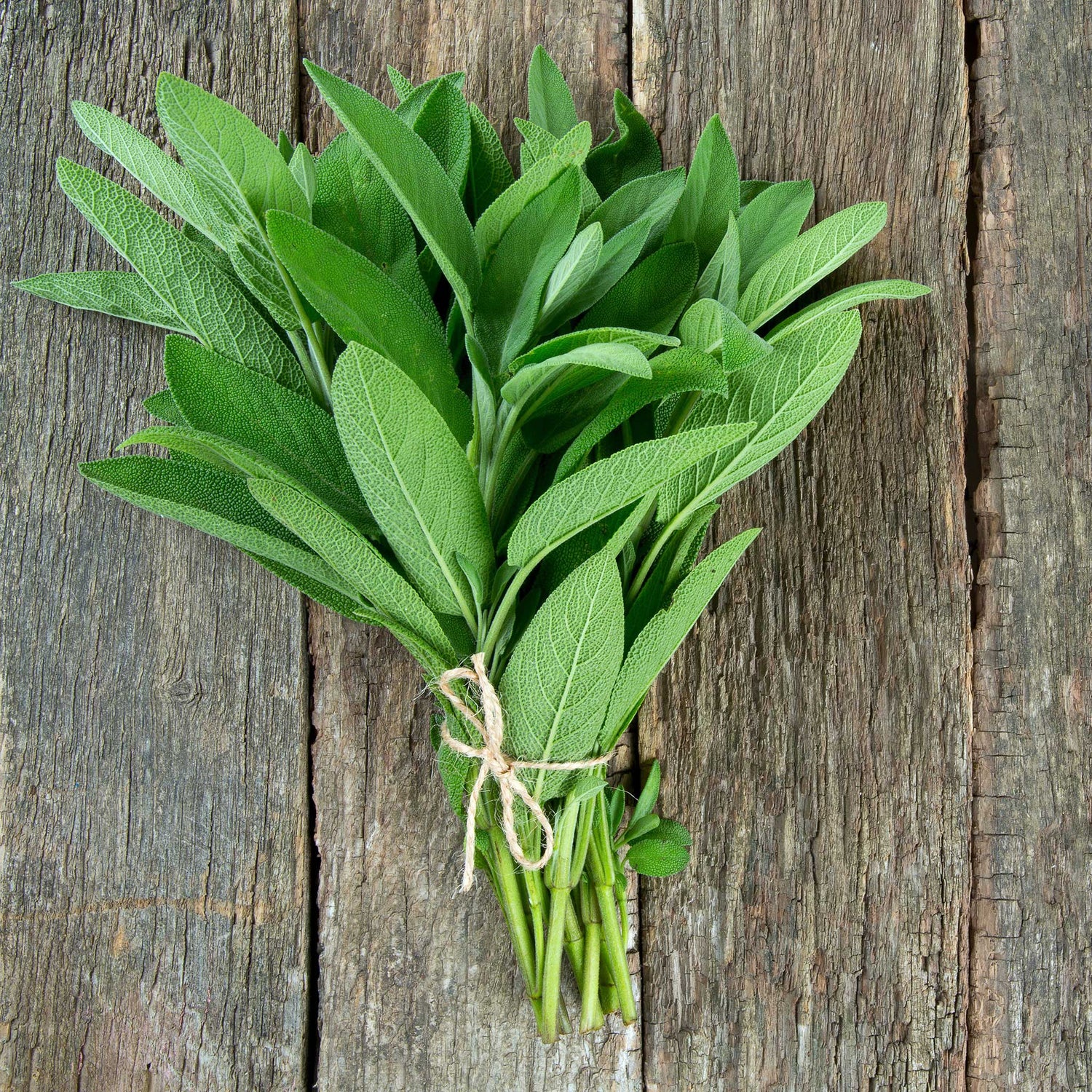 Sage (Broadleaf) Seeds