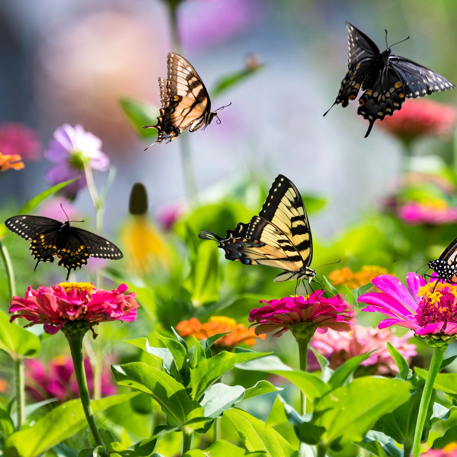 Pollinator Garden Flower & Herb Seeds