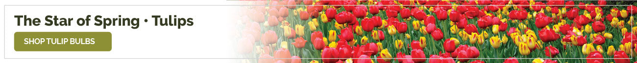 collections tulip bulbs banner