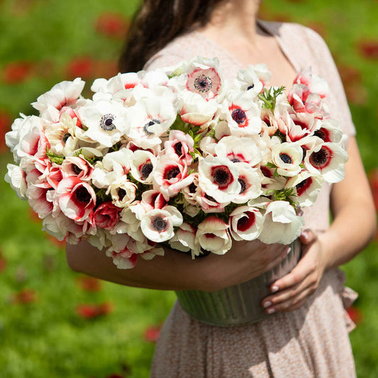 anemone rainbow red white