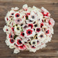 anemone rainbow red white