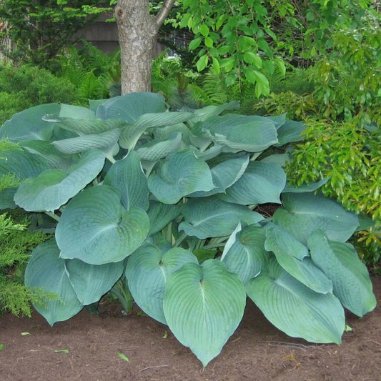 hosta jurassic park