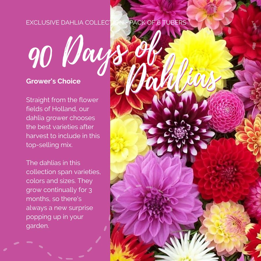 Dahlia 90 Days contents