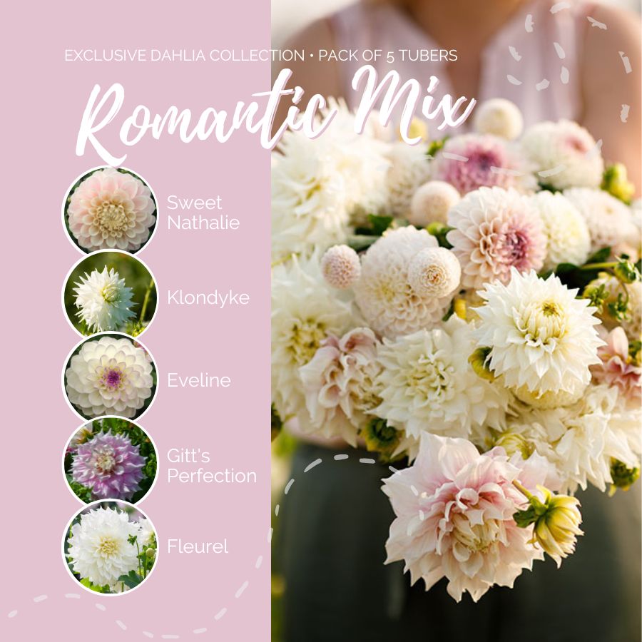 dahlia romantic mix contents