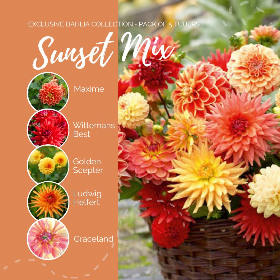 dahlia sunset mix contents