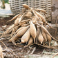 dahlia bulbs