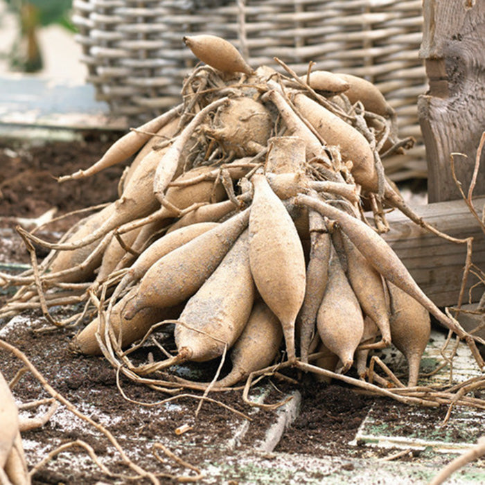 dahlia bulbs