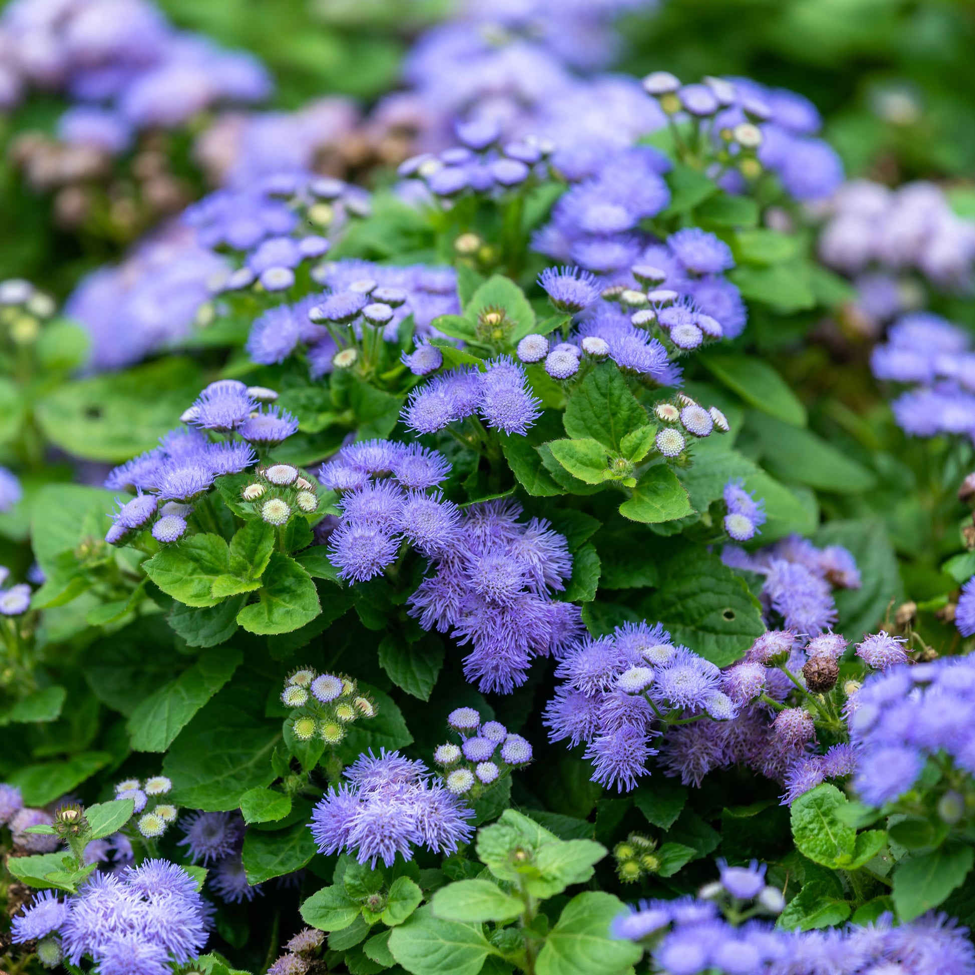 blue mink ageratum