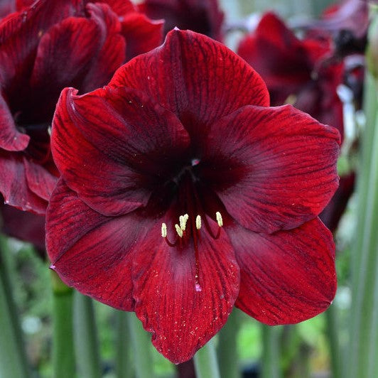 Jumbo Royal Velvet Amaryllis