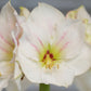 amaryllis pastel blue wax with white blooms